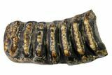 Partial, Fossil Stegodon Molar - Indonesia #148200-1